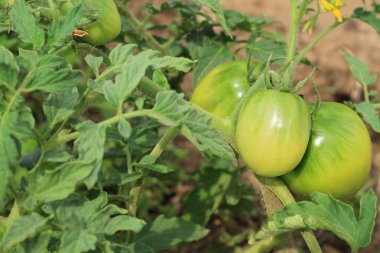 Bahçede yeşil organik domates