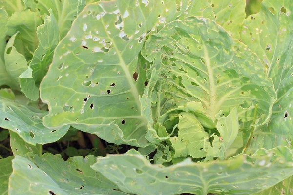 Cabbage leaves damaged by worms, snails or caterpillars