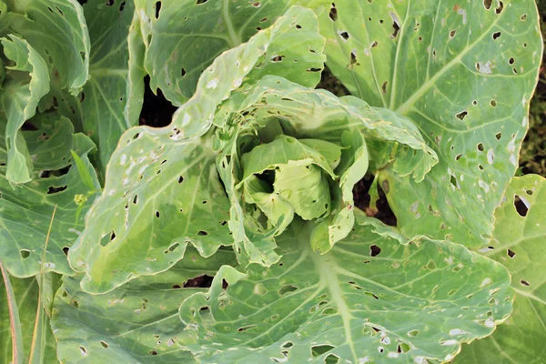 Cabbage leaves damaged by worms, snails or caterpillars