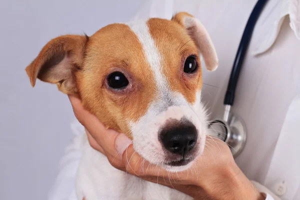 Atención veterinaria. Perro que sufre de alergia Ambrosia. Ojos de perro infección — Foto de Stock