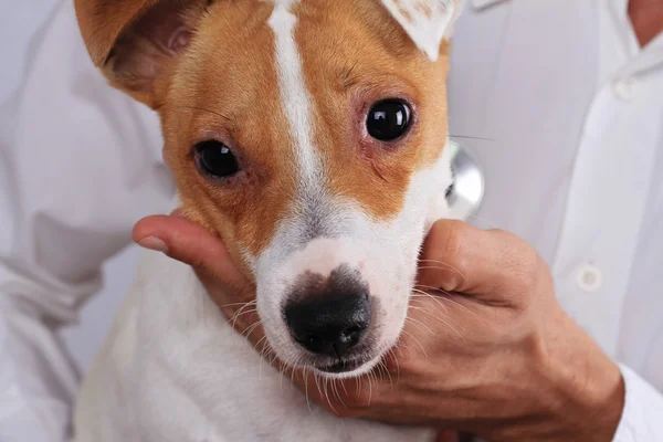 Atención veterinaria. Perro que sufre de alergia Ambrosia. Ojos de perro infección — Foto de Stock