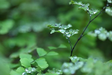Güzel, soyut, taze doğa arka planı. Su damlaları yeşil yapraklara düşer