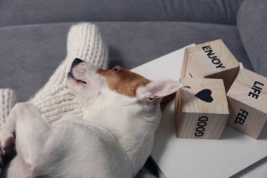 Sıcak, tembel bir gün, soğuk hava, sıcak battaniye. Köpek kadın ayaklarının üzerinde uyuyor. Rahatla, kaygısız, rahat yaşam tarzı.