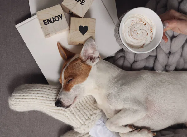 Gemütlicher Fauler Tag Hause Kaltes Wetter Warme Decke Hund Schläft — Stockfoto