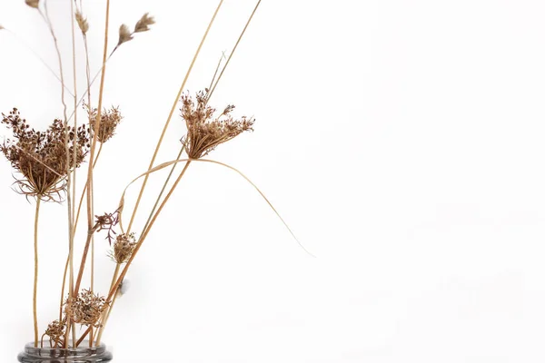 Gedroogde Bloemen Compositie Witte Achtergrond Minimalistische Stijl Kopieerruimte — Stockfoto