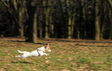 jack Russell terrier koşu