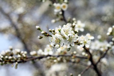 kiraz çiçekleri çiçek