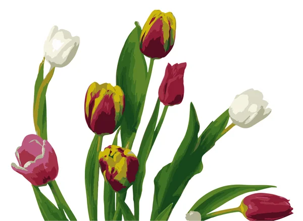 Colorful tulips isolated on white background — Stock Photo, Image