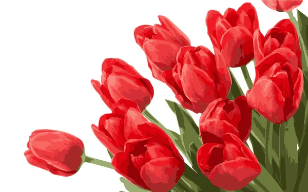 Tulipanes rojos vector aislado sobre fondo blanco — Archivo Imágenes Vectoriales