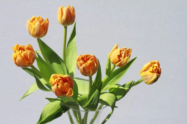 Orange tulips on white background — Stock Photo, Image