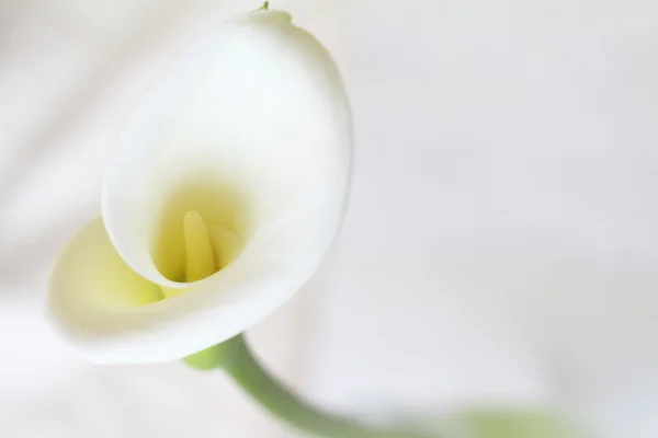 Calla lily — Stock Photo, Image