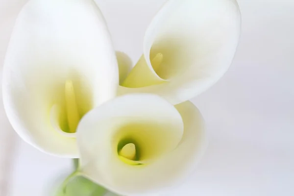 Lirio de Calla — Foto de Stock