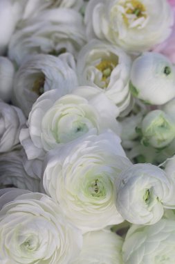 Beyaz Düğünçiçeği