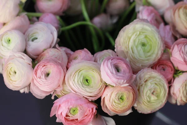 Ranunculus roz — Fotografie, imagine de stoc