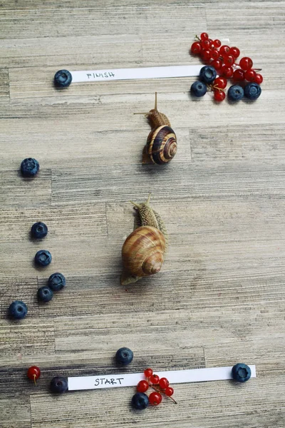 Caracóis corrida — Fotografia de Stock