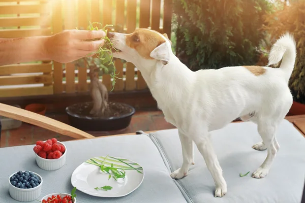 Perro vegetariano — Foto de Stock