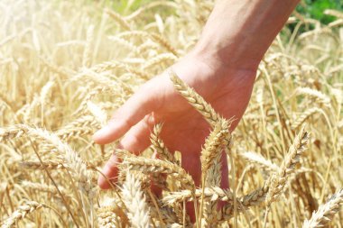 Erkek el buğday yaz alanında dokunmadan
