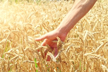 Erkek el buğday yaz alanında dokunmadan