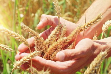 Erkek el altın buğday kulak buğday alanında tutarak