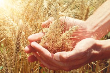 Erkek el altın buğday kulak buğday alanında tutarak