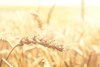 Golden kulak buğday