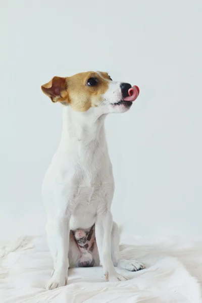 Perro jack russell terrier sobresaliendo de la lengua — Foto de Stock