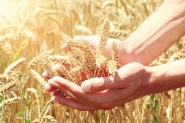 alan bir yandan kulaklara olgun buğday