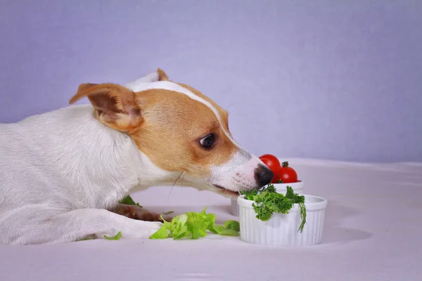 Jack Russell terrier comiendo ensalada, veganismo. Vegetariano, perro vegano —  Fotos de Stock