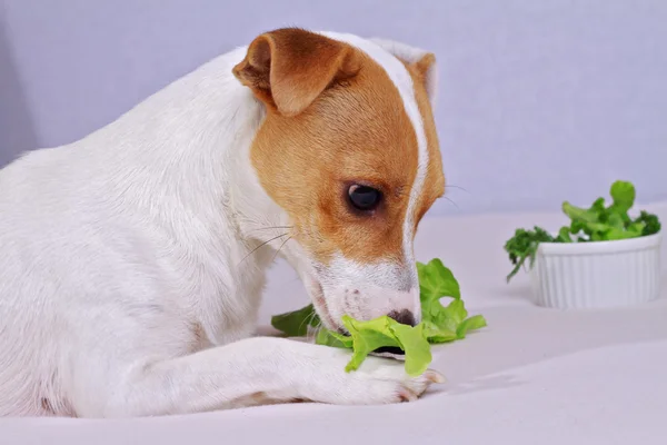 Jack Russell terrier comiendo ensalada, veganismo. Vegetariano, perro vegano —  Fotos de Stock