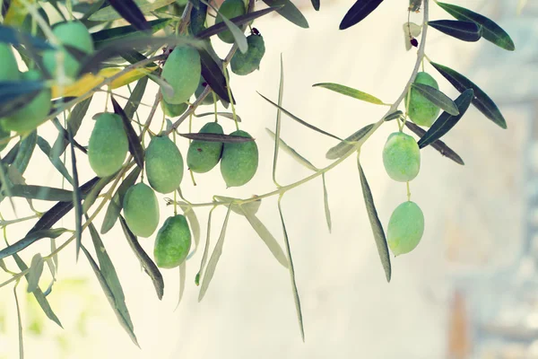Гілки оливкового дерева, зелені оливки. фон природи — стокове фото