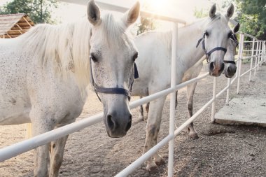 White horses on farm.