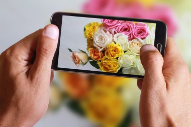 Male hand taking photo of colorful roses with cell, mobile phone.