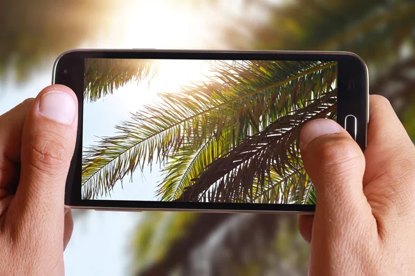 Male hand taking photo of  palm leaves trees against blue sky with cell, mobile phone.