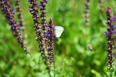 Butterfly on flower. Beautiful summer wallpaper background