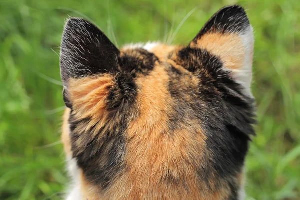 Vue arrière du chat de chasse . — Photo