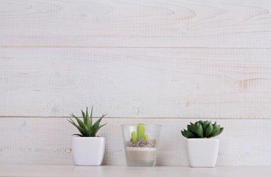 Succulents ve Beyaz ahşap zemin üzerinde tencere kaktüs. Ev interier dekorasyon. İskandinav veya Amerikan shabby chic styl. Uzay resmi Kopyala