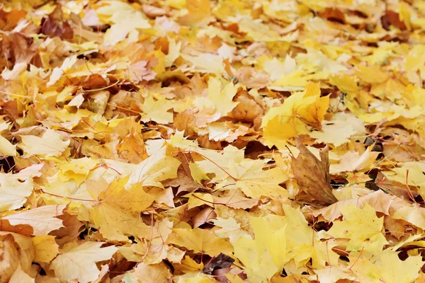 Turuncu ve sarı sonbahar yaprakları yere düşer. Güzel sonbahar park. Sezon duvar kağıdı — Stok fotoğraf