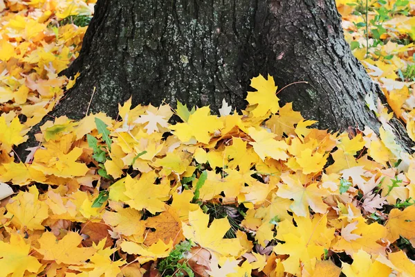 Hojas coloridas de otoño en hermoso parque de otoño. Fondo de pantalla de temporada, fondo postal — Foto de Stock