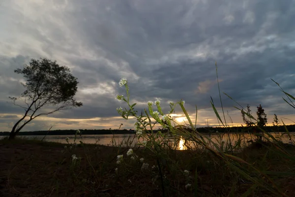 White flowers on the river bank against the sunset — Stock Photo, Image