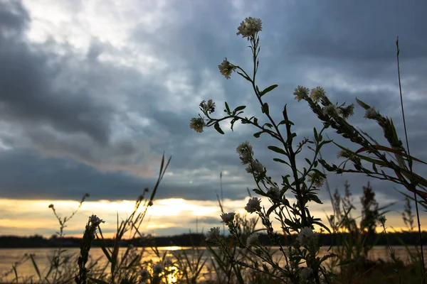 Flores blancas en la orilla del río contra el atardecer — Foto de Stock