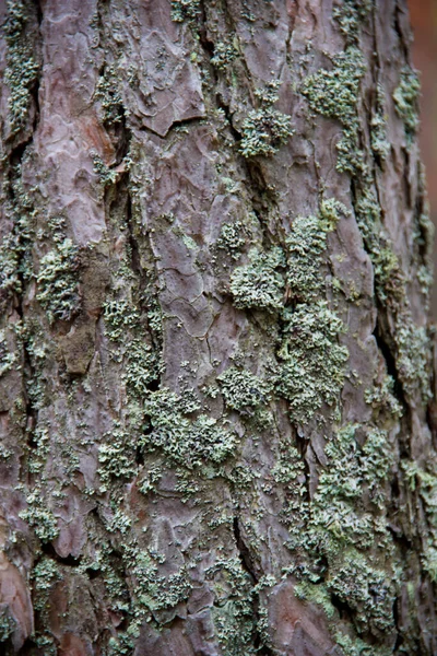 Struktura kůry stromů s mechem — Stock fotografie