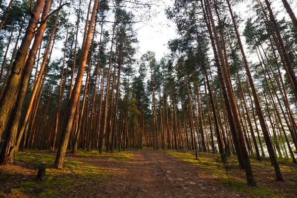 Sandväg i skogen bland träden — Stockfoto