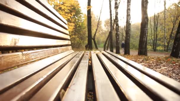 Banco de madera en el parque con vistas al bosque de otoño — Vídeos de Stock