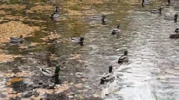 Kaczki na jeziorze wśród opadłych liści jesiennego dnia — Wideo stockowe