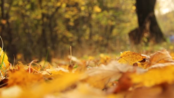 Hojas que caen en otoño en el parque — Vídeo de stock