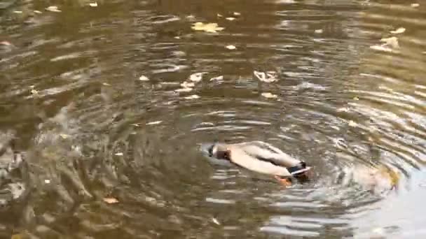 Ördek, sonbahar öğleden sonra gölün dibinden yiyecek alıyor. — Stok video