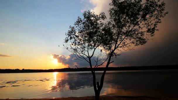Un albero sulla riva del fiume al tramonto — Video Stock