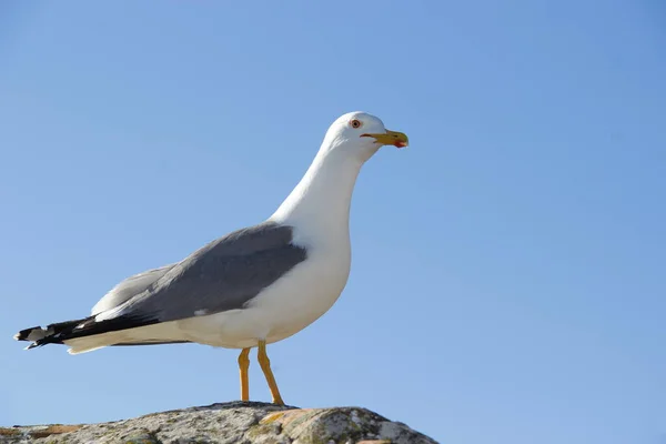 A Seagull standing next to a reservoir — Stock Photo, Image