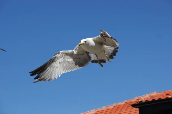 Mouette volant dans le ciel déployant ses ailes — Photo