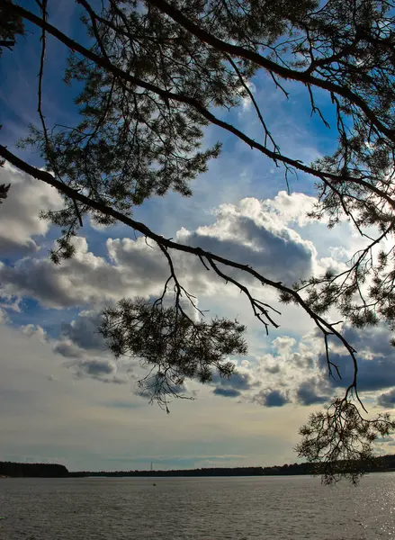 Ramas de abeto en la orilla del río con vistas a las nubes — Foto de Stock